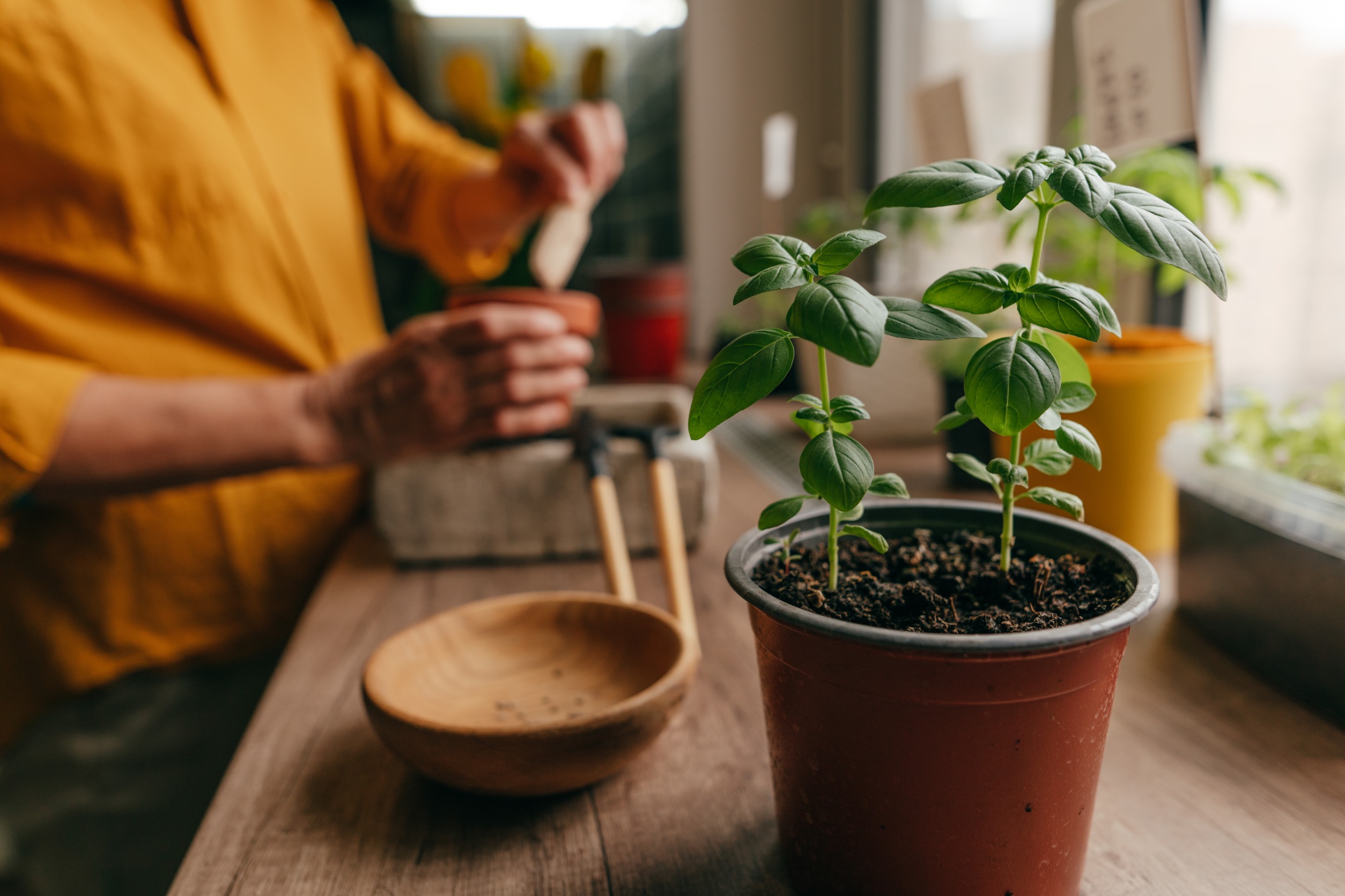 Quelles plantes n’aiment pas le marc de café 