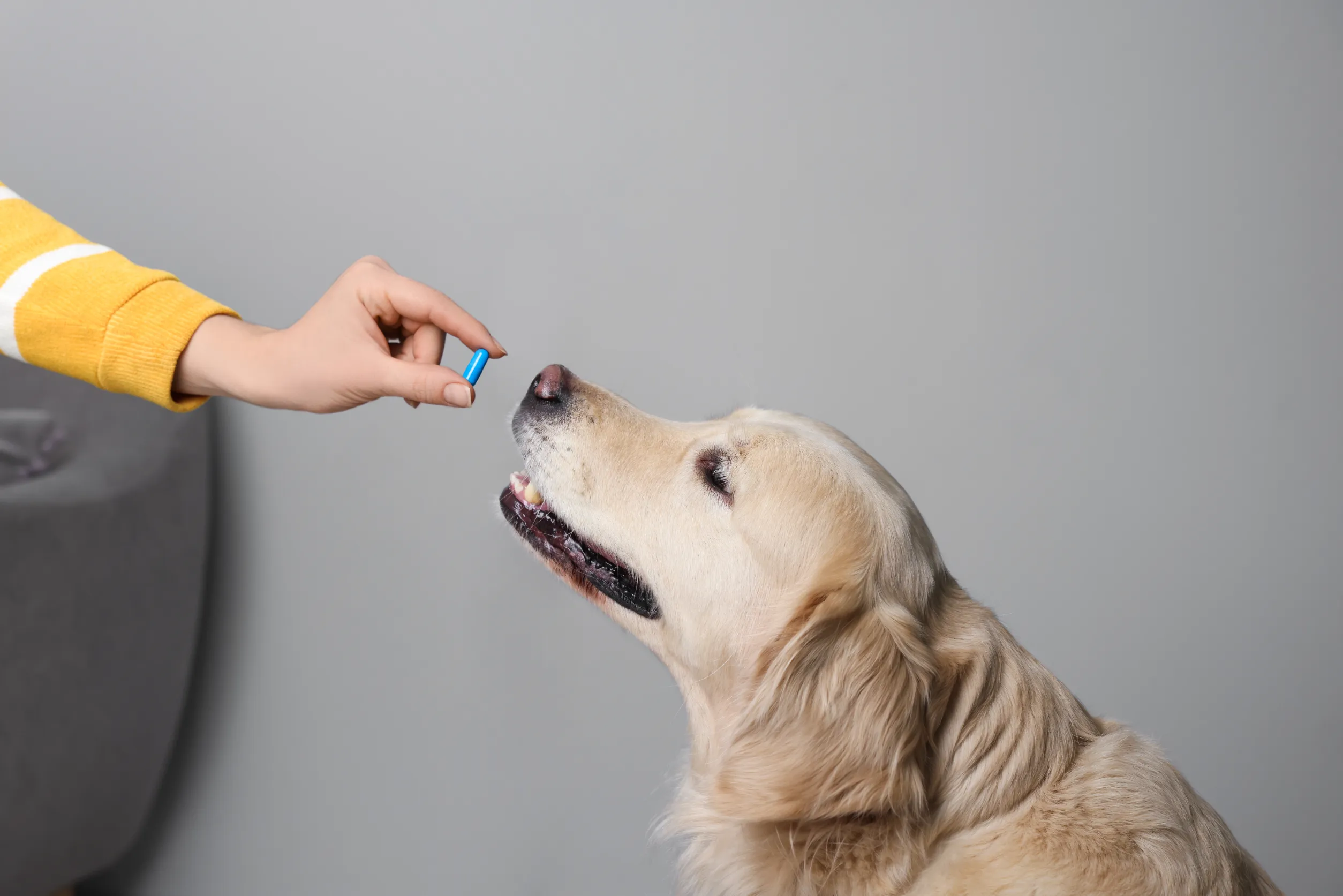 Vermifuger son chien